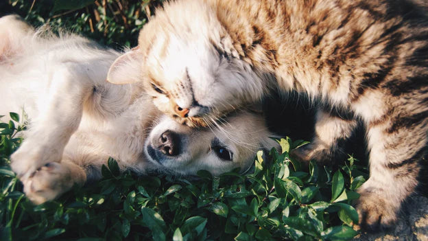 Must-Have Pet Products Every Pet Owner Should Know About